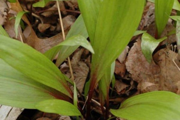 Как купить наркотик в кракен